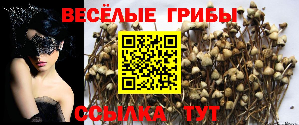 Псилоцибиновые грибы GOLDEN TEACHER  Вход с VPN  Красный Сулин 
